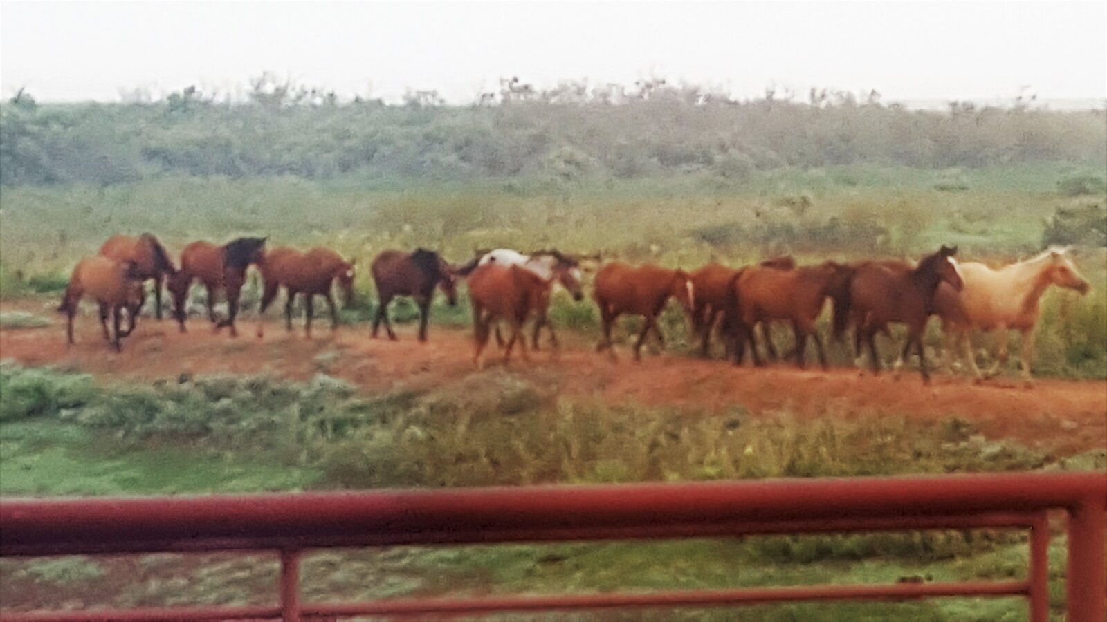 Horses grazing at Whispering Winds Animal Sanctuary