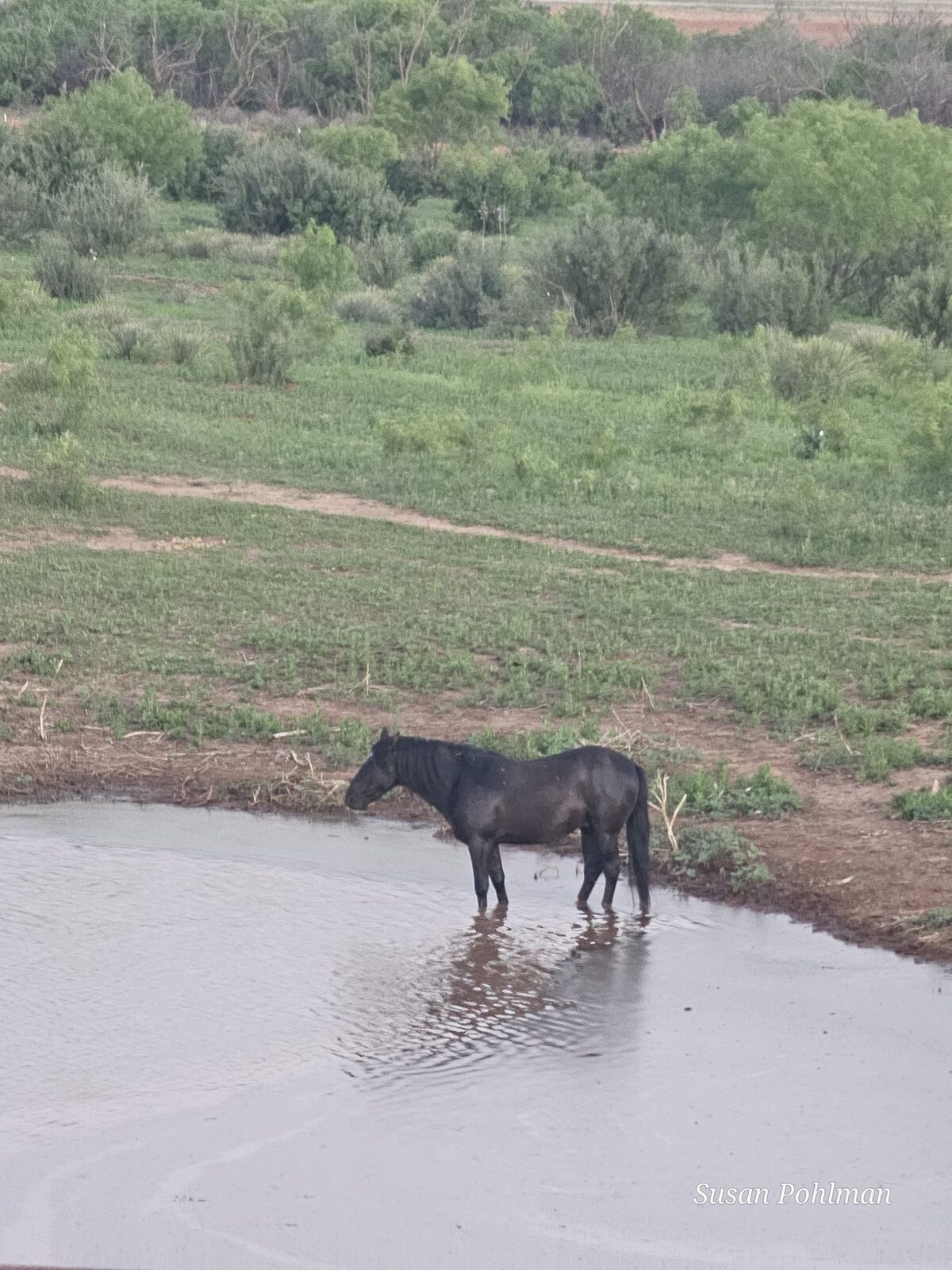 A wild mustang at the pond at dawn