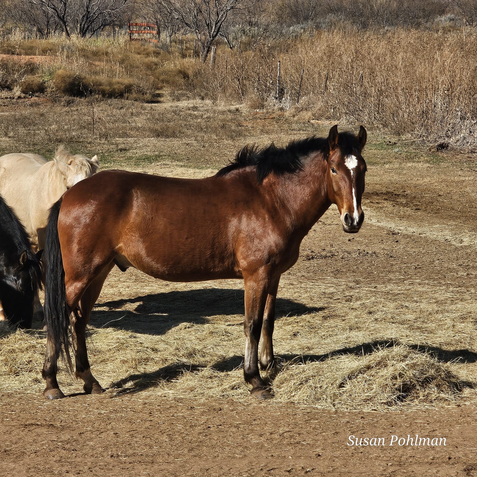 Mustangs at Whispering Winds Animal Sanctuary