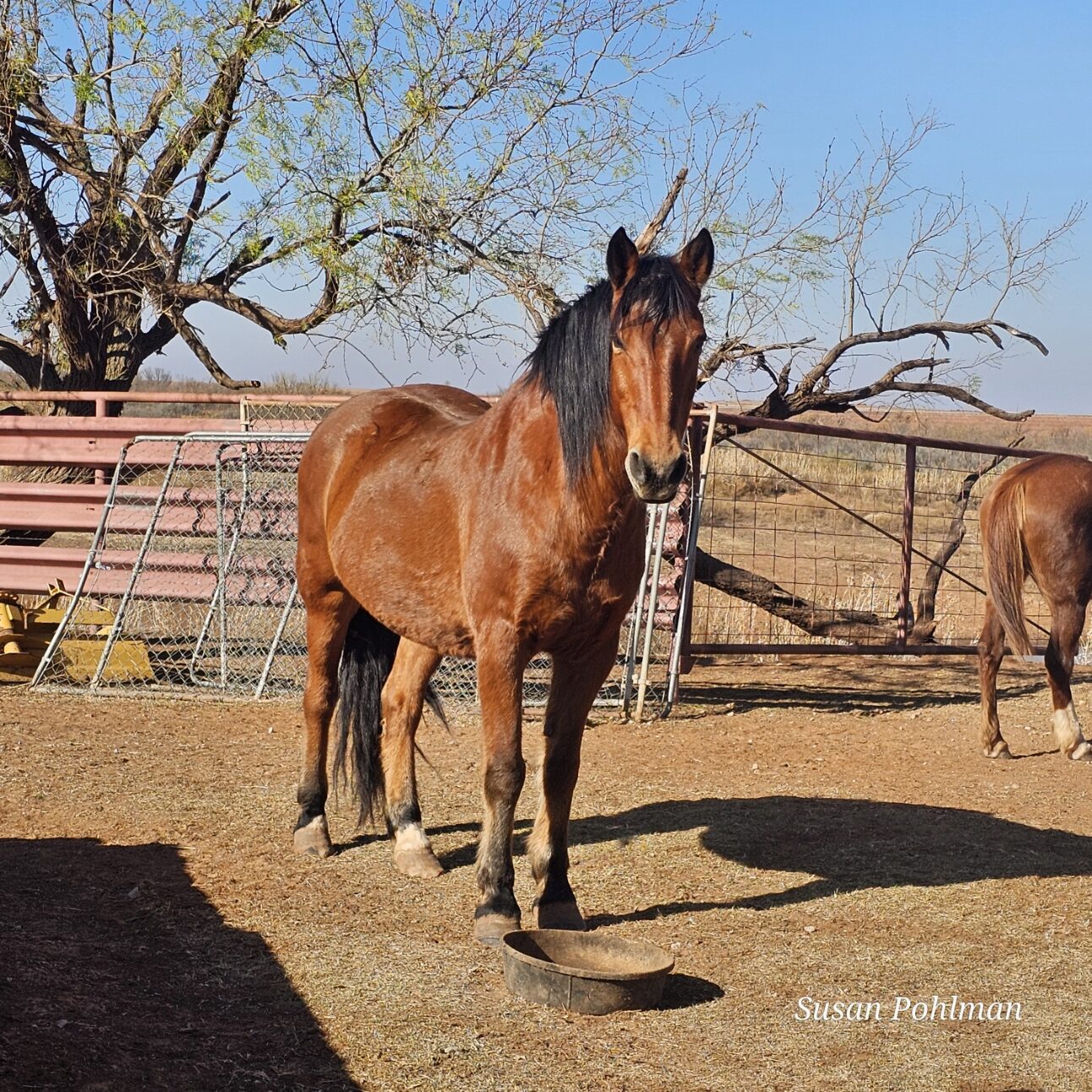 Brian, a sanctuary horse