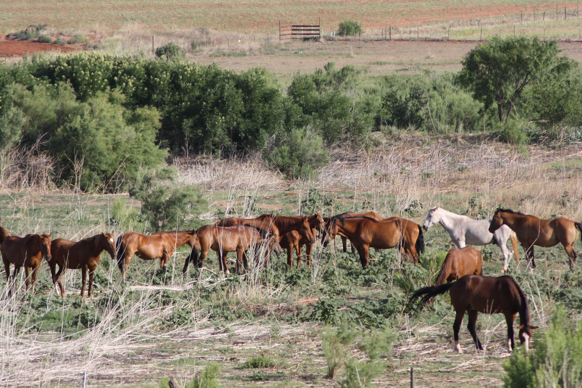 Horses grazing at Whispering Winds Animal Sanctuary in Roby, Texas