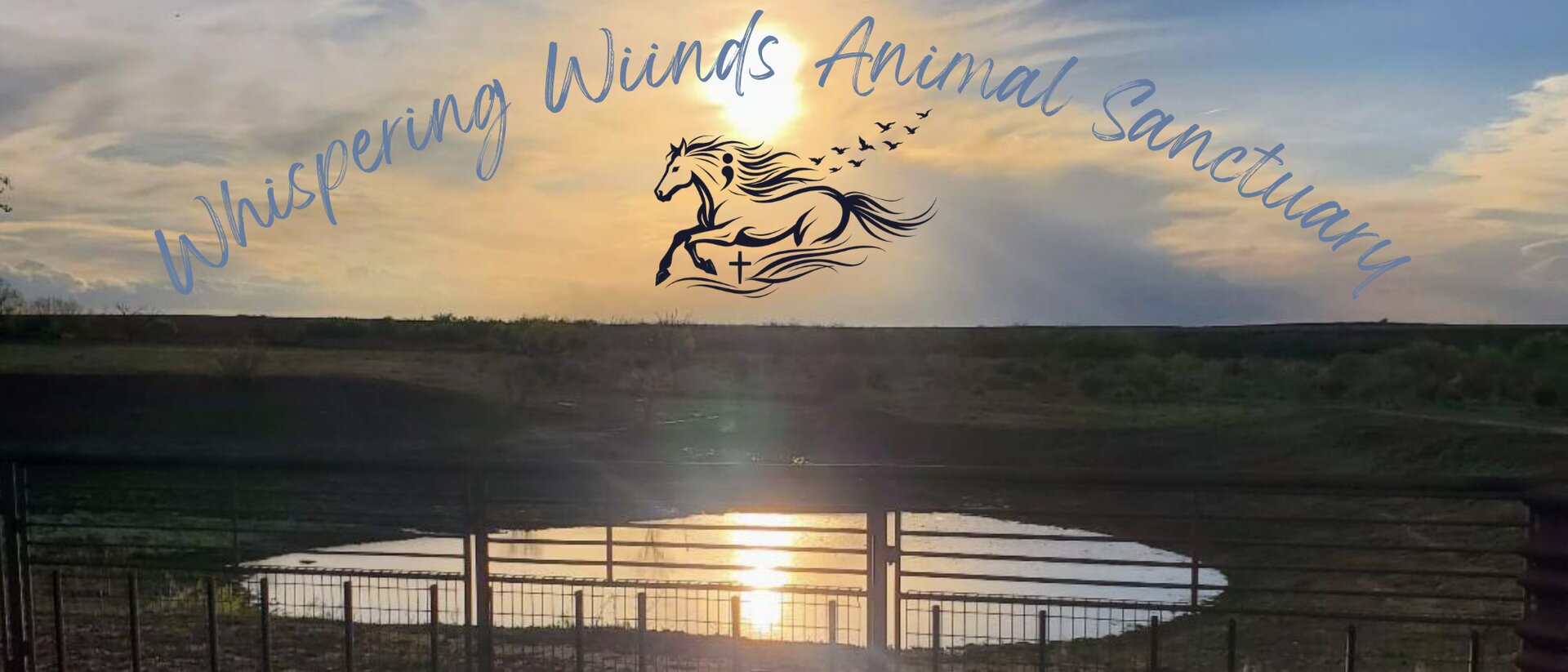 A sanctuary horse walking home at sunset in Roby, Texas