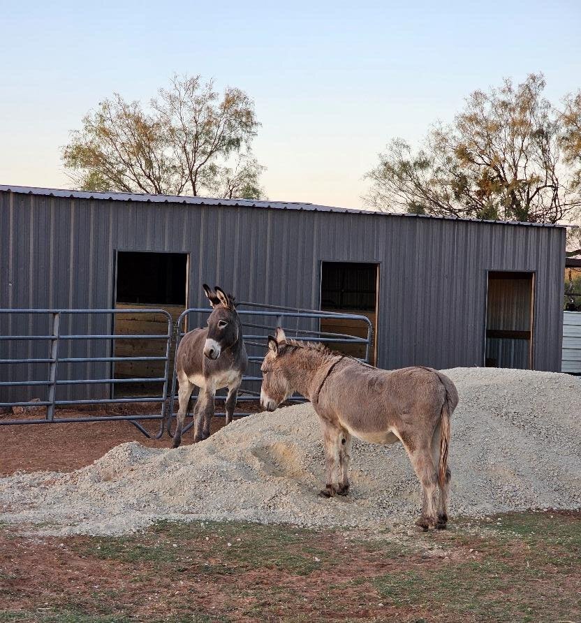 Two donkeys at Whispering Winds Animal Sanctuary