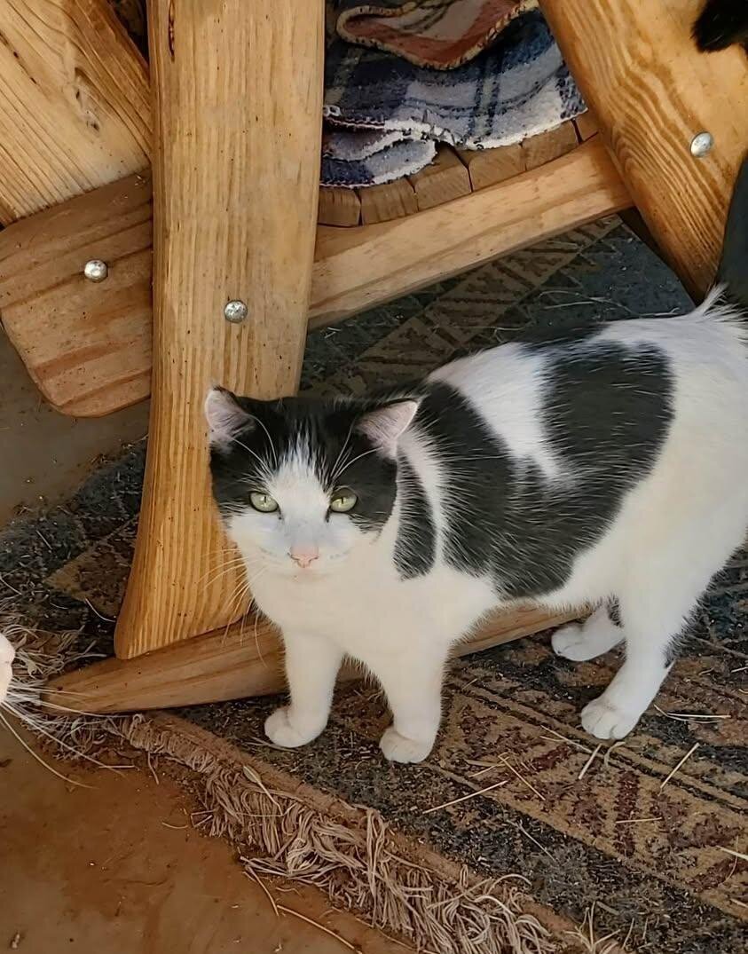 Abby, a ranch cat