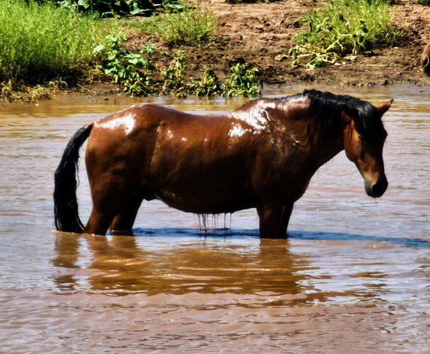 Brian, a Paiute Indian horse, gentle giant of the ranch