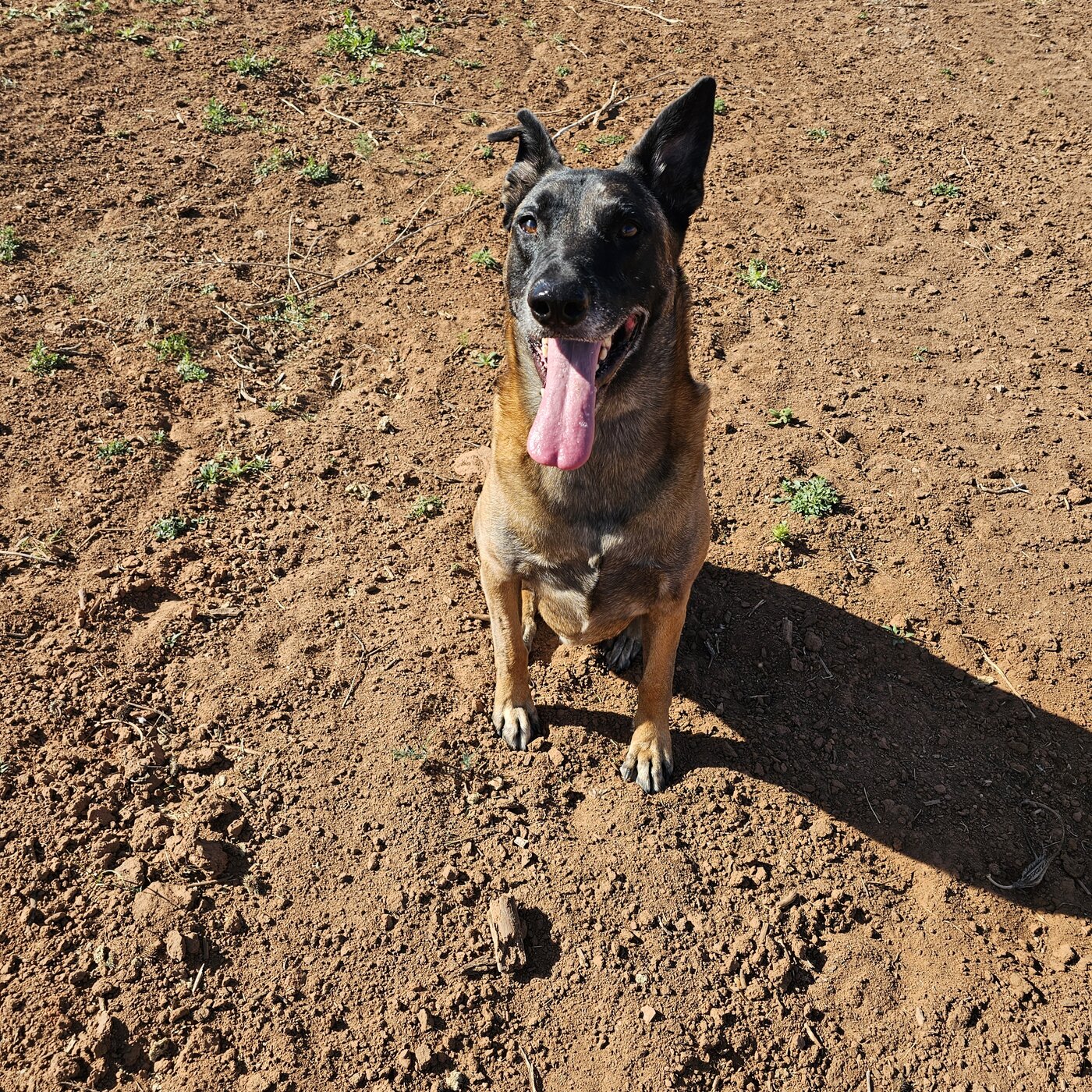 Bubba, rescued from a high-kill shelter