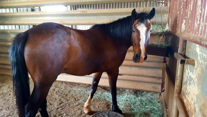 Carson, the sanctuary's beloved bottle-baby mustang