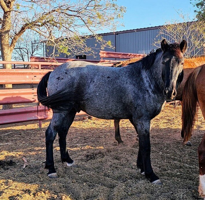 Chaco, a partially blind mustang gelding and band leader