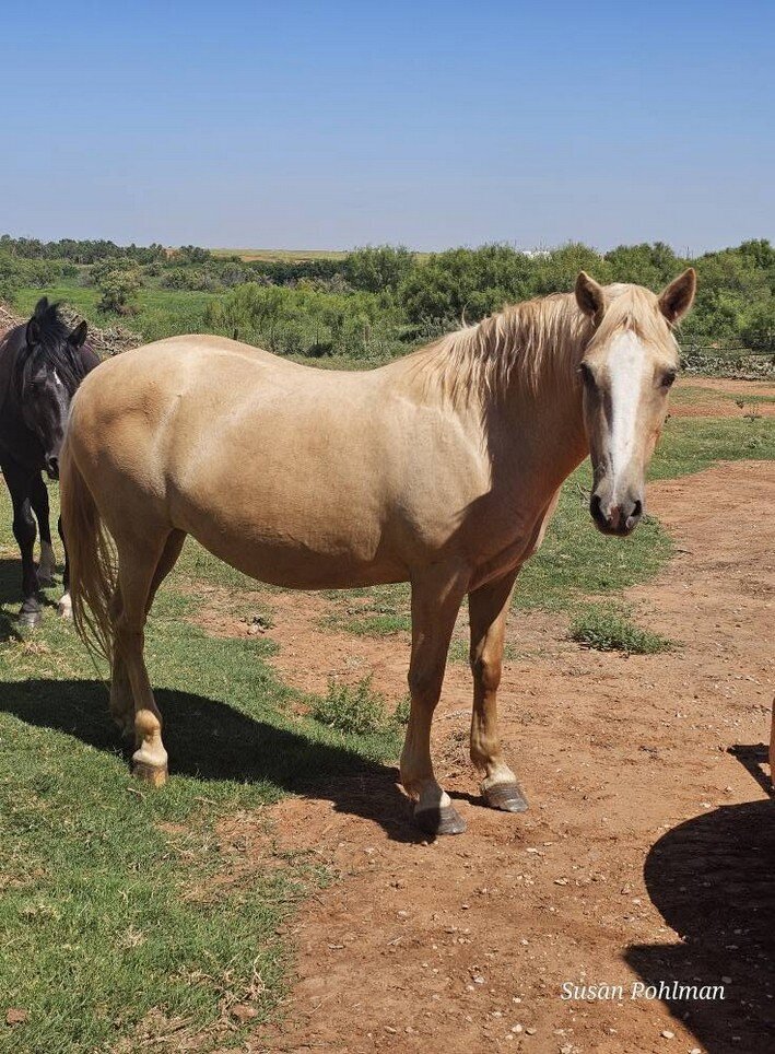 Cheyenne, a mustang mare at Whispering Winds