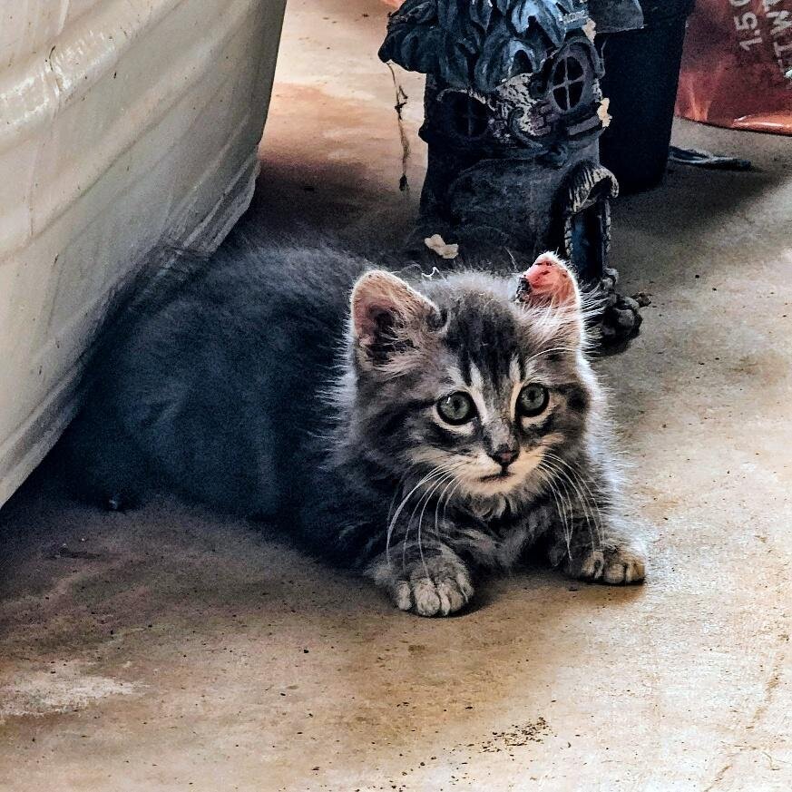 Cowboy, a ranch kitten
