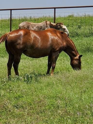 Debbie, a mare found roaming alone