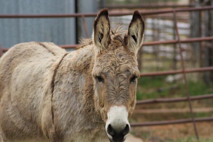 Jack, a rescued donkey