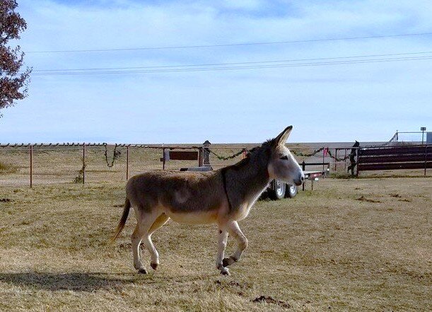 Jesse, the sanctuary's first donkey