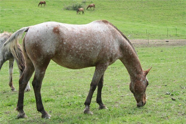 Josie, a registered Appaloosa mare