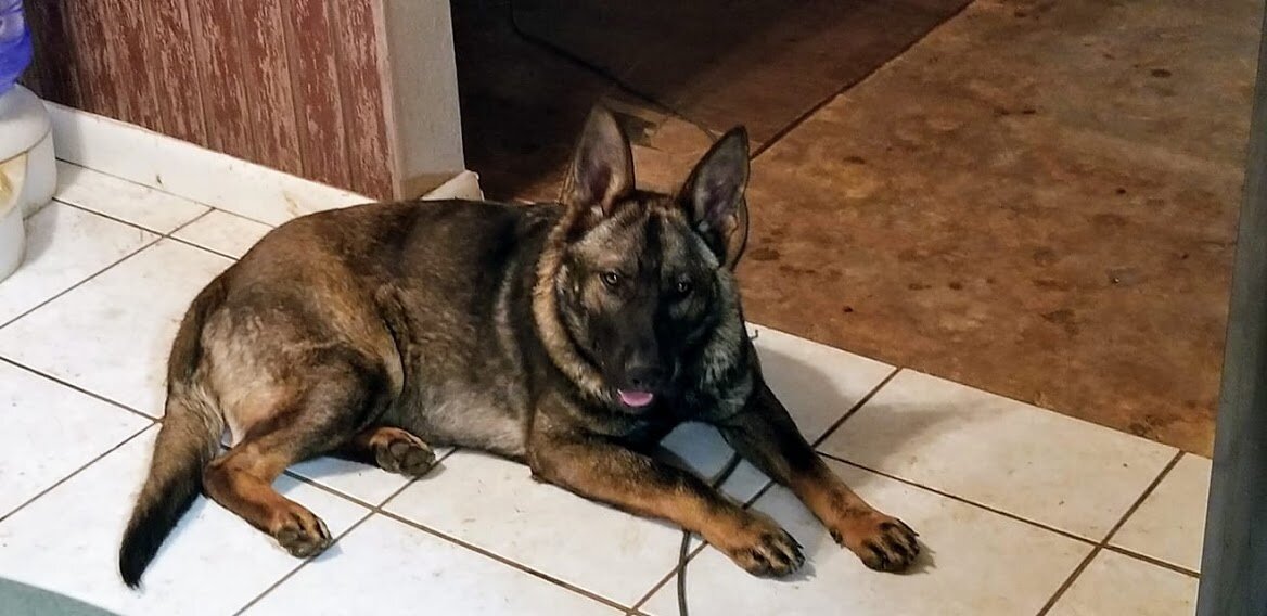 Kyra, rescued from a kill shelter