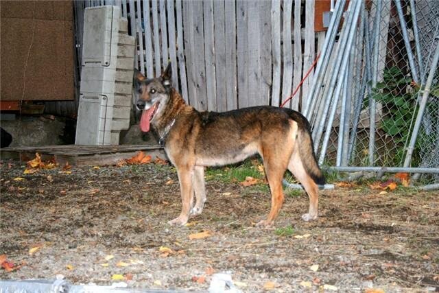 Kaiser, a retired Belgian Malinois