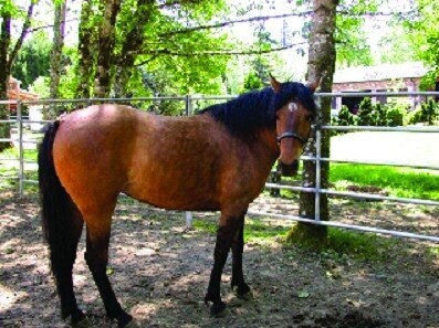 Mia, a mustang mare