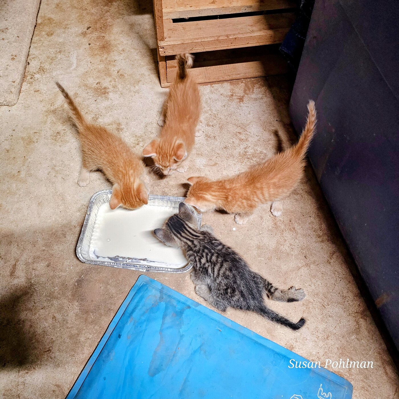 Charity's kittens gathered around a pan of milk for the first time