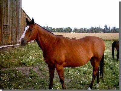 Pawnee, a beloved sanctuary horse