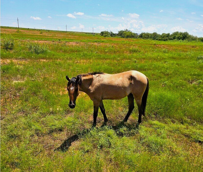 Peanut, an Alpine wild horse, the gentlest of the herd