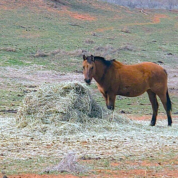 Piper, a sanctuary horse