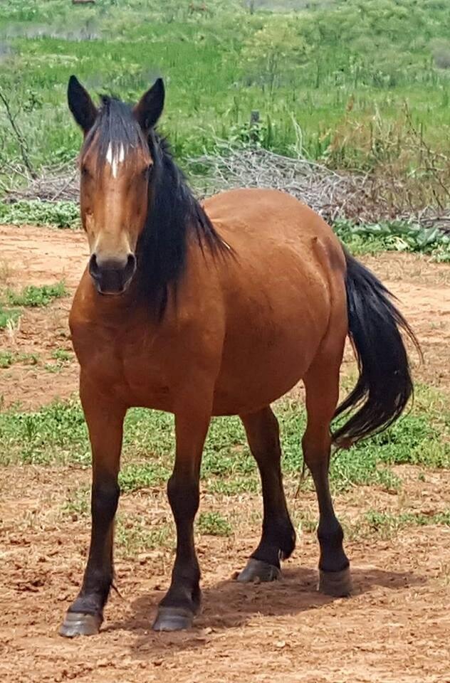 Precious, a Nevada Range fertility study mare