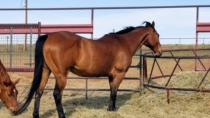 RC, a registered Quarter Horse