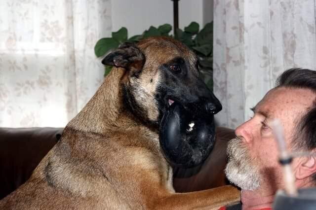 Sasha, a Belgian Malinois