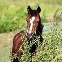 Sienna, an unregistered Morgan mare
