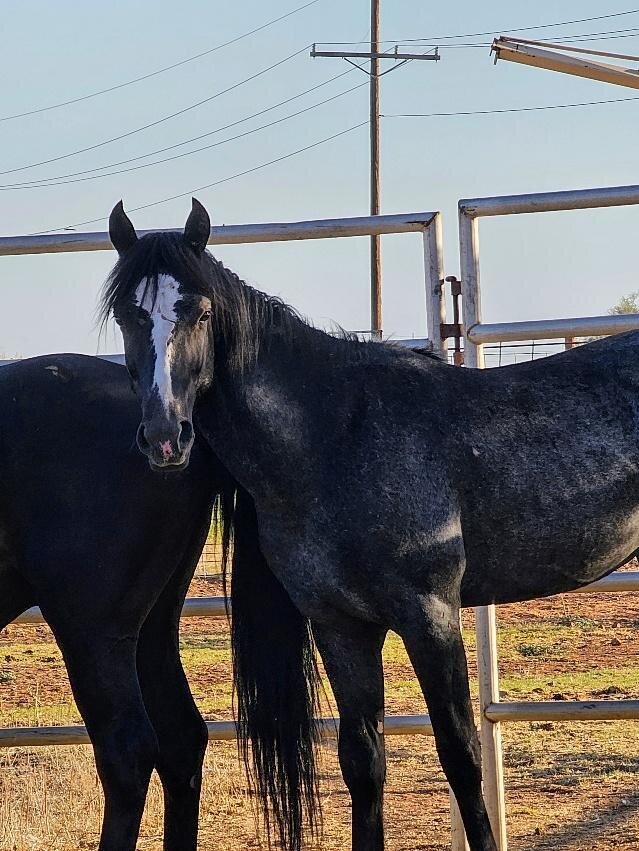 Smokey Joe, an Alpine wild horse