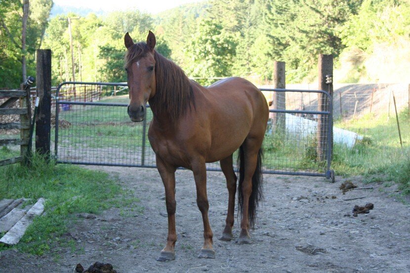 Spicey, a mare at the sanctuary