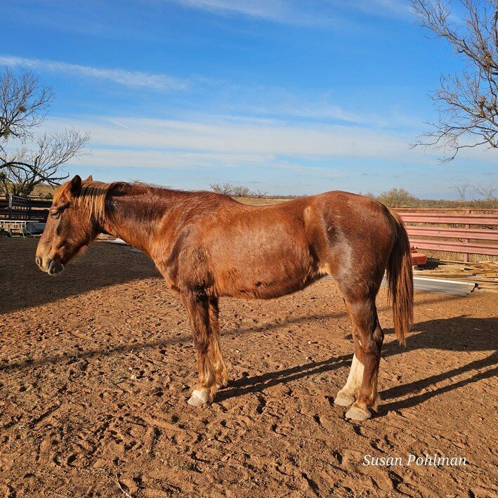 Sugar, the sanctuary's first mustang