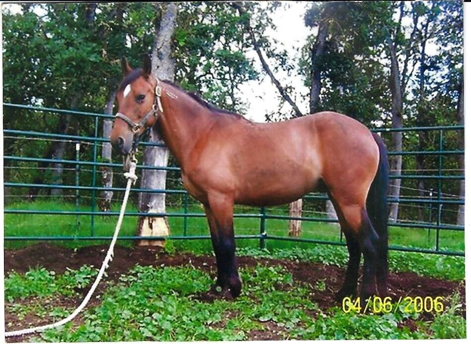 Zena, a BLM mustang mare